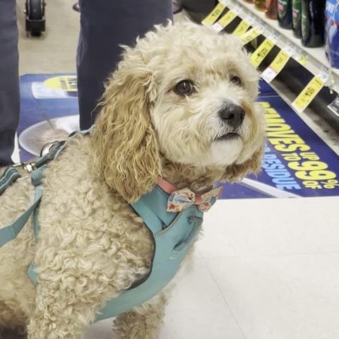 a very good dog